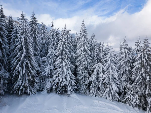 Beautiful Winter Landscape Snow Covered Firs Snowy Foggy Day People — Fotografia de Stock