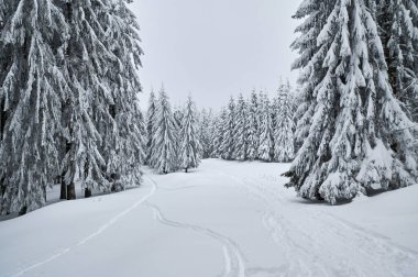 Beautiful winter landscape with snow covered firs at snowy and foggy day no people
