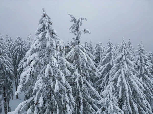 Beautiful Winter Landscape Snow Covered Firs Snowy Foggy Day People — Fotografia de Stock