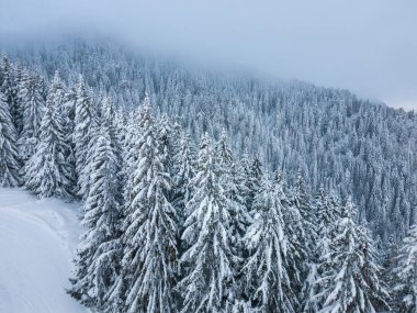 Beautiful winter landscape with snow covered firs at snowy and foggy day no people