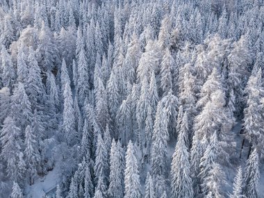 Beautiful winter landscape with snow covered firs at snowy and foggy day no people