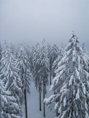 Beautiful winter landscape with snow covered firs at snowy and foggy day no people
