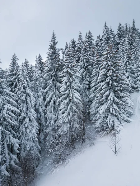 Piękny Zimowy Krajobraz Pokrytymi Śniegiem Pierwiastkami Śnieżny Mglisty Dzień Nie — Zdjęcie stockowe