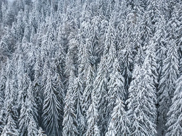 Bela Paisagem Inverno Com Abetos Cobertos Neve Dia Nevado Nebuloso — Fotografia de Stock