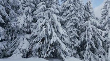 Beautiful winter landscape with snow covered firs at snowy and foggy day no people