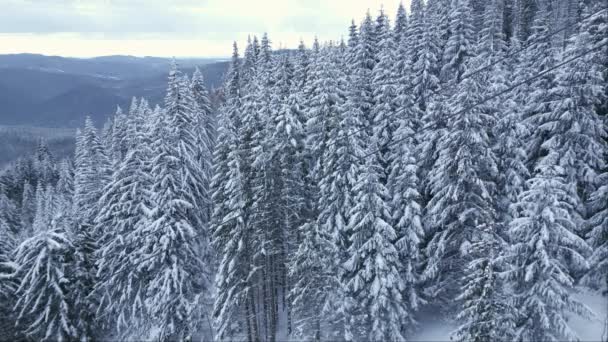 Schöne Winterlandschaft Mit Schneebedeckten Tannen Verschneiten Und Nebligen Tagen Keine — Stockvideo