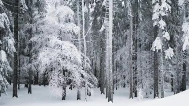 Drone flying through a snowy spruce forest in winter in mountains