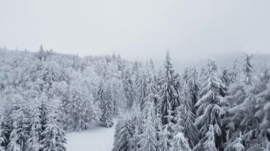 Beautiful winter panorama landscape with snow covered firs at snowy and foggy day, aerial view