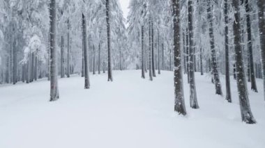 Drone flying through a snowy spruce forest in winter in mountains
