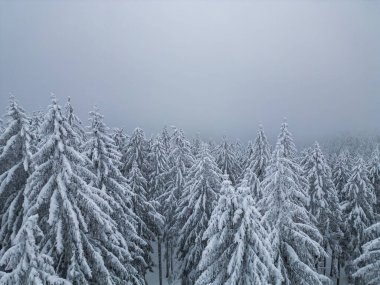 Beautiful winter landscape with snow covered firs at snowy and foggy day no people
