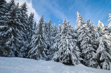 Beautiful winter landscape with snow covered firs at snowy and foggy day no people