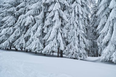 Beautiful winter landscape with snow covered firs at snowy and foggy day no people