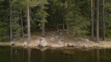 Bulgaristan 'ın Rodop Dağları' ndaki Büyük Göl yakınlarındaki köknar ormanının havadan görünüşü