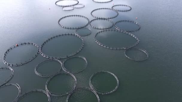 圆形网状栅栏的空中俯视图常用于湖泊自然环境中的鳟鱼繁殖 这些结构为鱼类提供了一个受控制的环境 同时又保持了 — 图库视频影像