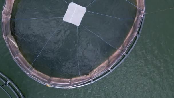 Αεροφωτογραφία Των Φρακτών Κυκλικών Ματιών Χρησιμοποιείται Συνήθως Για Την Εκτροφή — Αρχείο Βίντεο