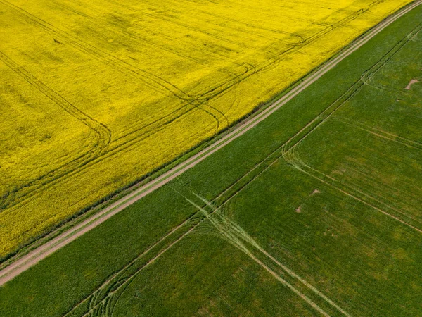 Aerial Top View Yellow Rapeseed Field Green Wheat Field Divided — Stock Photo, Image