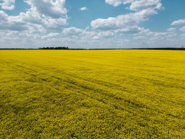 Sarı kolza tohumu tarlasına karşı mavi gökyüzü ve beyaz bulutlar, hava manzarası
