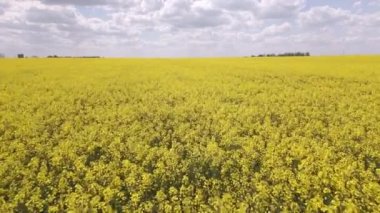 Sarı kolza tohumu tarlasına karşı mavi gökyüzü ve beyaz bulutlar, hava manzarası