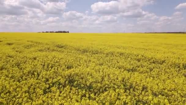 Žluté Řepkové Pole Pozadí Modré Oblohy Bílých Mraků Letecký Pohled — Stock video