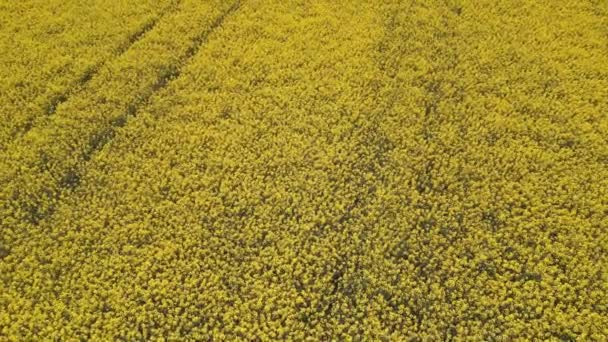 鳥の空中から見た黄色の菜の花畑 — ストック動画