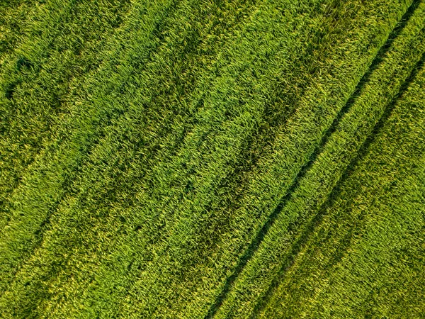 Aerial Top View Fielf Fresh Young Wheat Rye Ears Morning — Stock Photo, Image