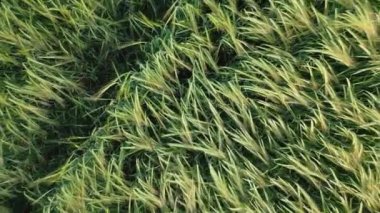 Sabahın köründe taze taze taze buğday çavdar kulağı tarlası manzarası.