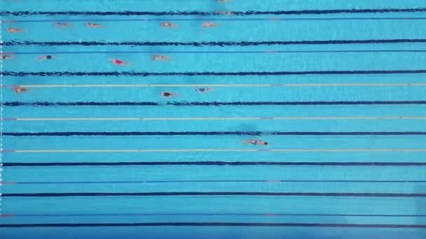 Shora Můžete Vidět Skupinu Plavců Trénovat Sportovním Bazénu Letecký Pohled — Stock video