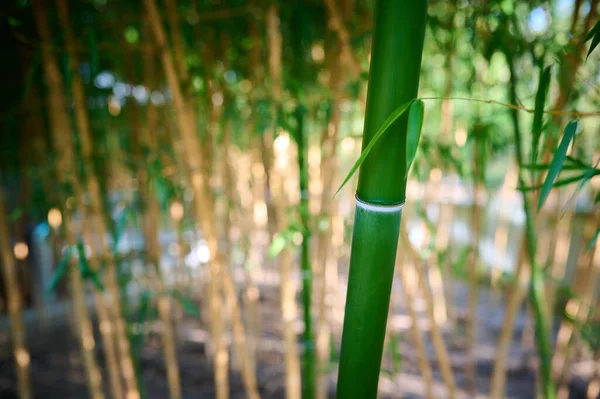 Плотная Бамбуковая Роща Макро Очаровывает Своей Уникальной Красотой — стоковое фото