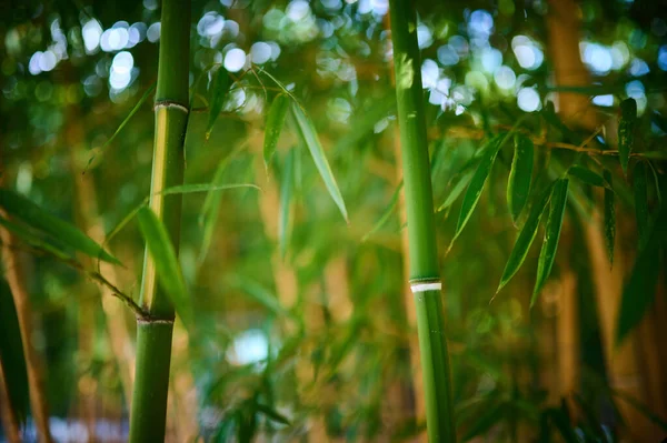 Een Dichte Bamboe Grove Close Fascineert Met Zijn Unieke Schoonheid — Stockfoto