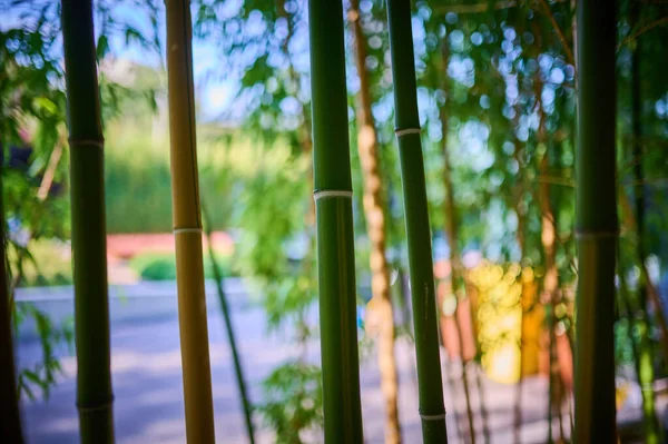 Dense Bamboo Grove Close Captivates Its Unique Beauty — Stock Photo, Image