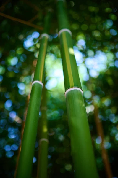 Denso Bosque Bambú Cerca Cautiva Con Belleza Única — Foto de Stock