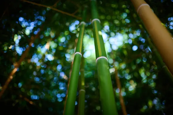 Een Dichte Bamboe Grove Close Fascineert Met Zijn Unieke Schoonheid — Stockfoto
