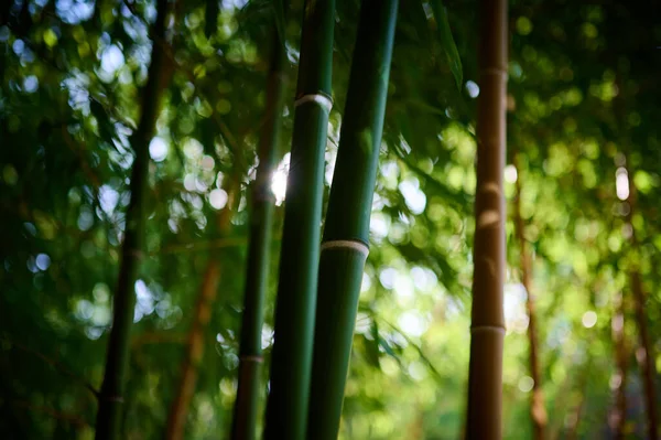 Denso Bosque Bambú Cerca Cautiva Con Belleza Única — Foto de Stock
