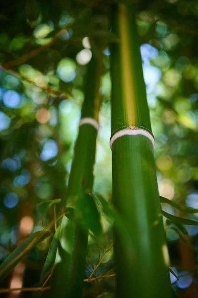 Fitto Boschetto Bambù Primo Piano Affascina Con Sua Bellezza Unica — Foto Stock