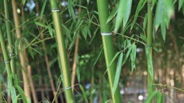 Yoğun bir bambu korusu eşsiz güzelliğiyle büyüler..
