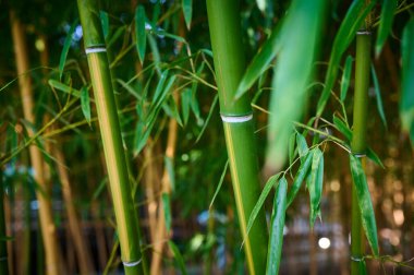 Yoğun bir bambu korusu eşsiz güzelliğiyle büyüler..