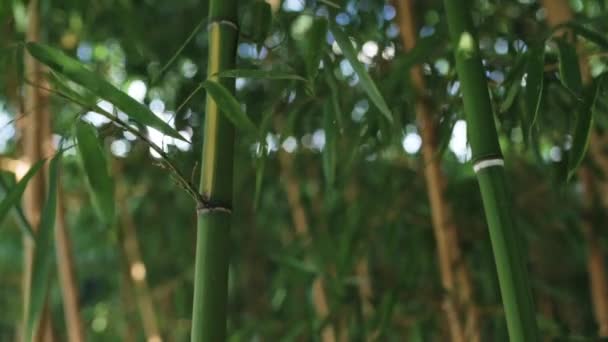 Denso Bosque Bambú Cerca Cautiva Con Belleza Única — Vídeo de stock