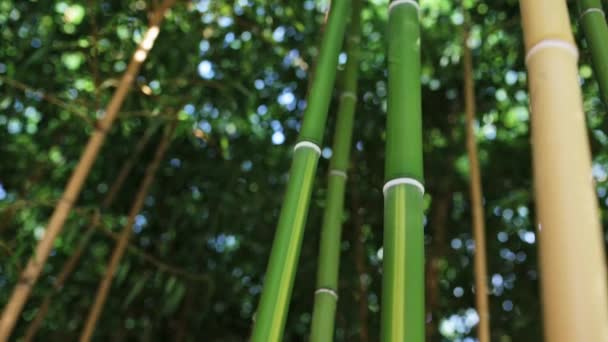 Густий Бамбуковий Гай Крупним Планом Захоплює Своєю Унікальною Красою — стокове відео