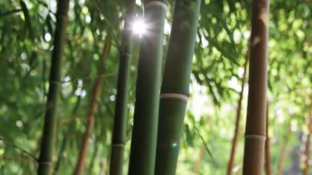 Dense Bamboo Grove Close Captivates Its Unique Beauty — Stock Video