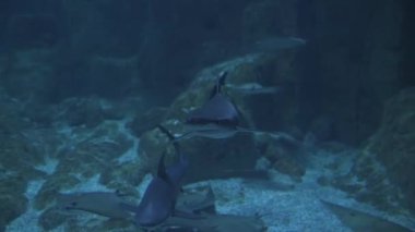 Köpekbalıkları ve diğer dev balıklar büyük bir akvaryumda.