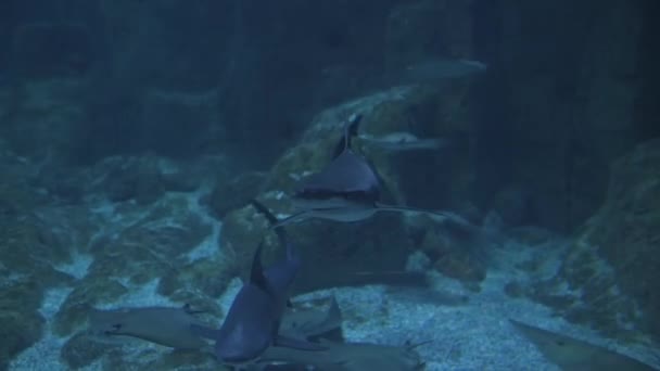 大きな水族館のサメや他の巨大な魚 — ストック動画
