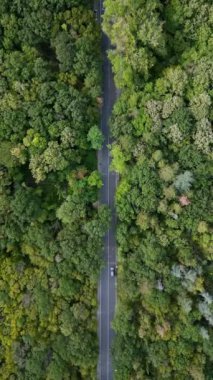 Yoğun yeşil ormanlarla çevrili dolambaçlı bir yoldan geçen bir arabanın drone videosu. Huzurlu hava manzarası doğanın güzelliğini ve sükunetini ve daha az seyahat edilen yolu yakalar..