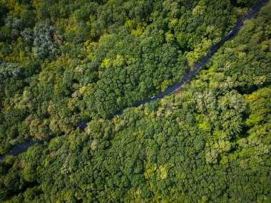 Yoğun yeşil ormanlarla çevrili dolambaçlı bir yoldan geçen bir arabanın drone videosu. Huzurlu hava manzarası doğanın güzelliğini ve sükunetini ve daha az seyahat edilen yolu yakalar..