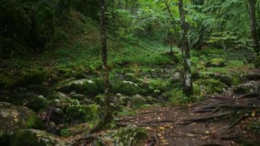 Akan bir derenin yanındaki orman yolu yemyeşil, yosun kaplı kayalar ve doğal güzelliklerle çevrili. Açık hava, yürüyüş ve doğa temaları için ideal..