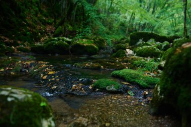 Bereketli yeşillik, yosun kaplı kayalar ve akan suyla çevrili huzurlu orman deresi. Doğa, vahşi yaşam, sükunet ve çevre temalı tasarımlar için mükemmel..