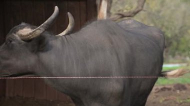 Açık mavi gökyüzünün altında ağaçlarla dolu canlı yeşil bir arazide bir bufalonun bir beslenme yalağının üzerine eğildiği görülüyor. Hayvan yemeğinin tadını çıkarıyor..