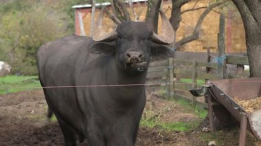 Açık mavi gökyüzünün altında ağaçlarla dolu canlı yeşil bir arazide bir bufalonun bir beslenme yalağının üzerine eğildiği görülüyor. Hayvan yemeğinin tadını çıkarıyor..