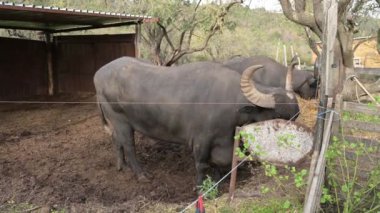 Açık mavi gökyüzünün altında ağaçlarla dolu canlı yeşil bir arazide bir bufalonun bir beslenme yalağının üzerine eğildiği görülüyor. Hayvan yemeğinin tadını çıkarıyor..