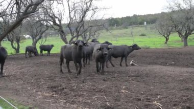 Arka planda ağaçlar olan çamurlu bir tarlada duran siyah su bufalolarının yakın çekimi. Ön planda kısmen görülebilen bir bufalo daha var..