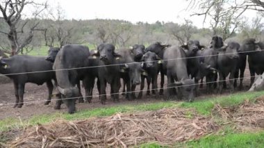 Çamurlu bir tarlada duran bir grup su bufalosu, kameraya bakan iki kişi, doğal ve kırsal bir ortamda boynuzlarını ve güçlü özelliklerini sergiliyorlar..